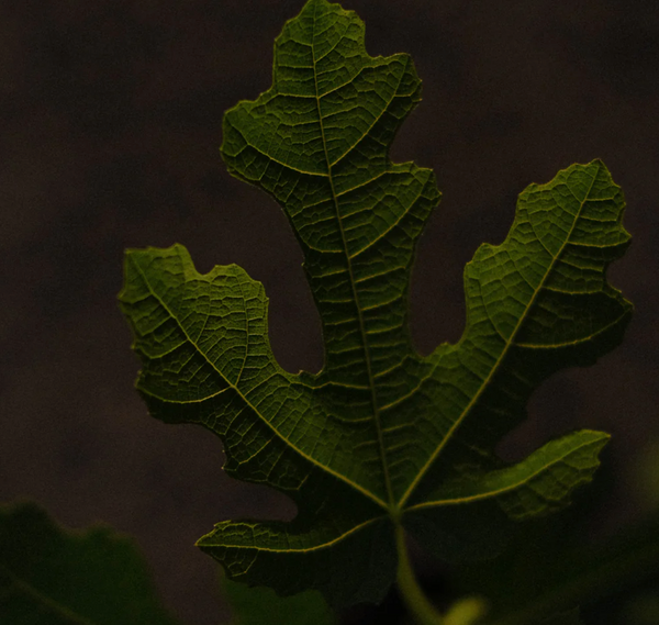 DEI: Fig Leaf / Gardenia / Coconut Small Amber Candle 250g