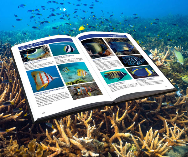 A Field Guide To The Marine Life Of Magnetic Island